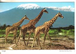 Cartolina Animali-giraffe-international Airline Of Africa - Giraffes