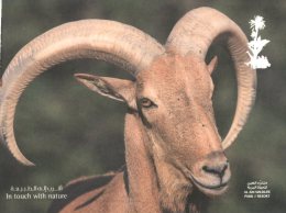 (349) United Arab Emirates - Abu Dhabi Al Ain Wildlife Park - Barbary Sheep - Emirats Arabes Unis