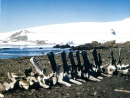 (349) Antarctica - Greenwich Island - South Shetlands - Autres & Non Classés