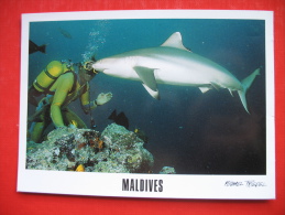 MALDIVES SHARK - Maldive