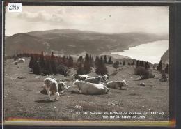 FORMAT 10x15 - DISTRICT D´ORBE /// VACHES AU SOMMET DE LA DENT DE VAULION - TB - Vaulion