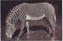 PARC ZOOLOGIQUE DU BOIS DE VINCENNES. PARIS. UN ZEBRE DE GREVY - Zebras