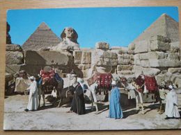 Giza Piramids Camel   /  Egypt - Guiza