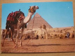 Giza Piramids Camel   /  Egypt - Gizeh