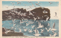 Gannets In Flight - Birds Oiseaux - Perce Rock Gaspe Gaspésie - Québec - CNR Photo - 1950s - Unused - VG Condition - Percé