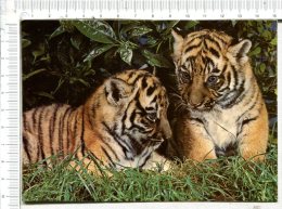 Petits  TIGRES Du BENGALE  Nés à THOIRY - Tigri