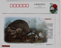 China 2001 Walking Bird Postal Stationery Card Kiwi Bird - Kiwi's