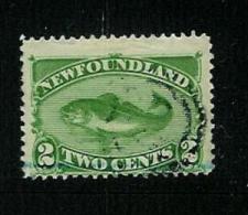 TERRE NEUVE N° 36 O  COTE 30 € ANIMAUX POISSON MORUE - 1865-1902