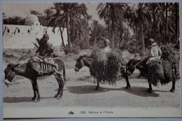 RETOUR à L'OASIS. - Westsahara