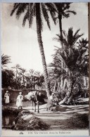 Chemin Dans La PALMERAIE - Westsahara