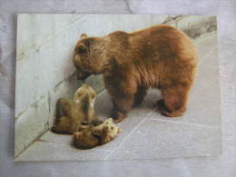 Bear - Junge Bären  -Ours - Bern ZOO    D109068 - Osos