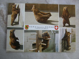 Bear - Junge Bären  -Ours - Bern ZOO    D109069 - Osos