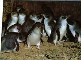 (210) Australia - SA - Victor Harbor Granite Island Fairy Penguins - Victor Harbor