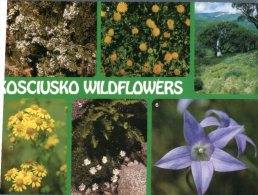 (210) Australia - NSW - Kosciusko Wildflowers - Outback