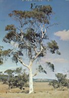 (210) Australia - Yea Old Gum Tree - Outback