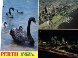 (245) Australia - WA - Perth With Back Swan - Perth