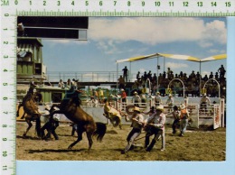 Alberta Canada Calgary Stampede ( The Wild Horses Race) Post Card Carte Postale   2 Scans - Calgary