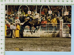 Alberta Canada Calgary Stampede ( Bareback Bronc Riding ) Post Card Carte Postale   2 Scans - Calgary