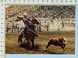 Alberta Canada Calgary Stampede ( Calf Roping  " Little Dogies" ) Post Card Carte Postale   2 Scans - Calgary