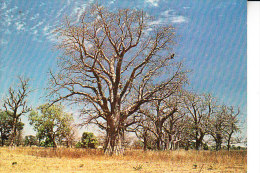 D23 8 - MALI - Forêt De Baobabs - Mali