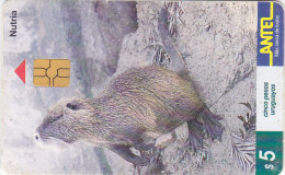 Uruguay TC 093a, Mamiferos, Nutria, 2 Scans. - Uruguay