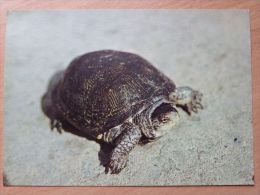 Polish Turtle /  Polish Postcard - Tortugas