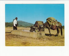 Portugal Cor 25207  - FIGUEIRA CASTELO RODRIGO TODOS SÃO FRATERNOS TODOS TRABALHAM ANE DONKEY BURRO CAVALO HORSE CHEVAL - Bragança