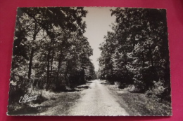 Carte  Photo La Chapelle Vieille Foret  Une Allee Dans La Foret - Flogny La Chapelle