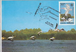 PELICANS IN DANUBE DELTA, CM, MAXICARD, CARTES MAXIMUM, 1986, ROMANIA - Pélicans