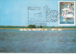 PELICANS IN DANUBE DELTA, CM, MAXICARD, CARTES MAXIMUM, 1987, ROMANIA - Pellicani