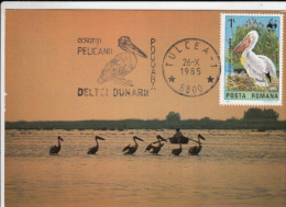 PELICANS IN DANUBE DELTA, CM, MAXICARD, CARTES MAXIMUM, 1985, ROMANIA - Pelicans