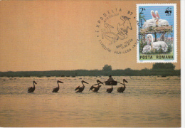PELICANS IN DANUBE DELTA, CM, MAXICARD, CARTES MAXIMUM, 1987, ROMANIA - Pelicans