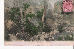 THE RAVINE WITPOORTJE TRANSVAAL 1547       1905 - Afrique Du Sud