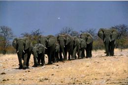 NAMIBIE : African Elephant - Namibia