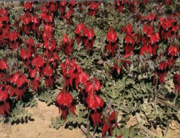 (206) Australia - SA - FLinders Range Sturt Peas Flowers - Outback