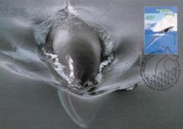 Australian Antarctic 1995 45c Minke Whale Maximum Card - Cartes-maximum