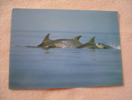 GROUPE DE DAUPHINS.... - Dolphins