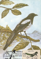 EURASIAN MAGPIE, CM, MAXICARD, CARTES MAXIMUM, 1993, ROMANIA - Kuckucke & Turakos