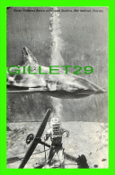 DAYTONA BEACH, FL -  THREE FATHOMS BELOW AT MARINE STUDIOS, MARINELAND - TRAVEL IN 1947 - GROS REQUIN - - Daytona