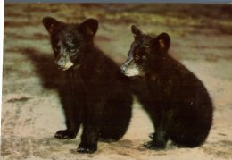 (913) Older Postcard - Carte Assez Ancienne - Black Bear Cubs - Ourson Noir - Ours