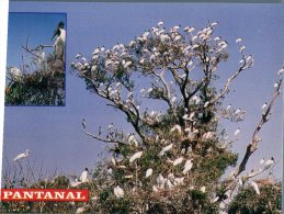 (642) Brazil - Pantanal Birds - Manaus