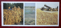 Drying Tobacco - Rice Fields - Harvesting Maize - 1984 - Kyrgyzstan USSR - Unused - Kirguistán