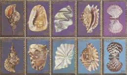 Palau-1984 Shells MNH - Palau