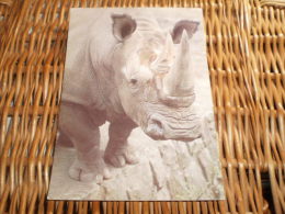 Postkarte Postcard Rhinoceros - Rhinocéros