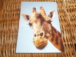 Giraffe  Postkarte Postcard - Girafes