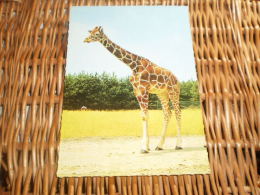 Giraffe  Postkarte Postcard - Girafes