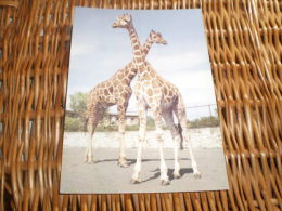 Giraffe  Postkarte Postcard - Girafes