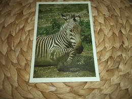 Tier Postkarte  Zebra - Zèbres