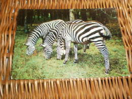 Tier Postkarte  Zebra - Zèbres