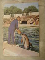 Romania Dolphin Dolphins  D109322 - Delfines